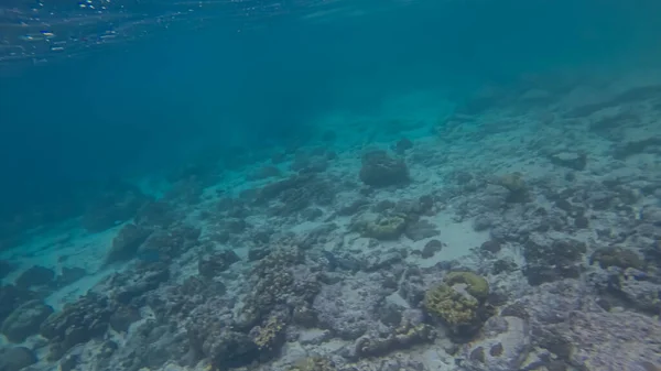 水面下のパノラマ、サンゴと青の背景 — ストック写真