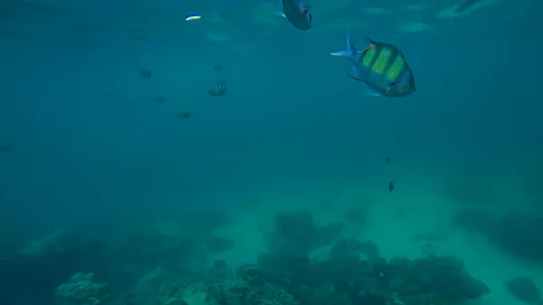 Panoramic scene under water and blue background — Stock Photo, Image