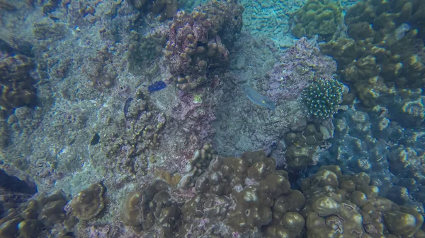 Escena panorámica bajo wate, coral y fondo azul — Foto de Stock