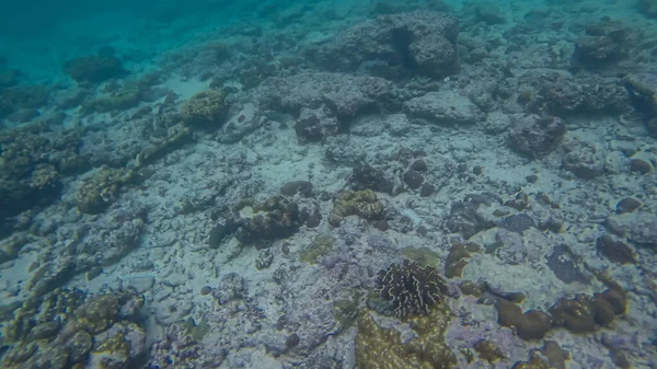 Scena panoramiczna pod wodą, koralowiec i niebieskie tło — Zdjęcie stockowe