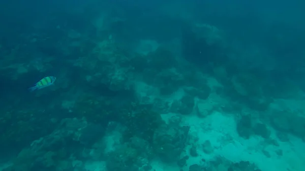 Panoramic scene under water and blue background — Stock Photo, Image