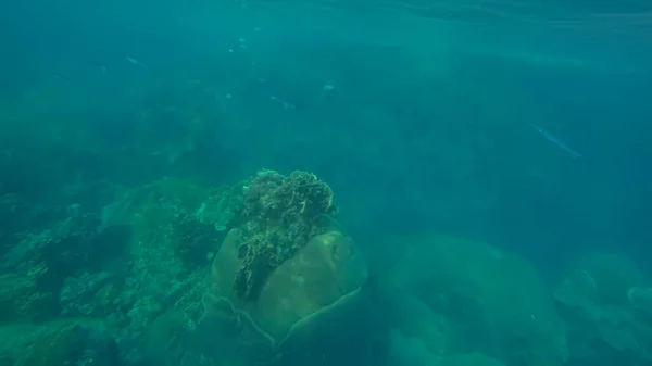 Cena panorâmica sob a água e fundo azul — Fotografia de Stock