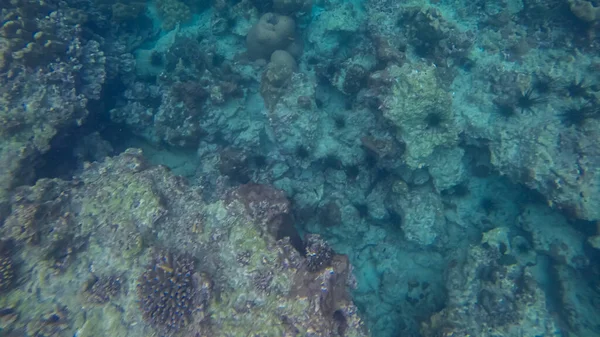 Scena panoramiczna pod wodą i niebieskie tło — Zdjęcie stockowe
