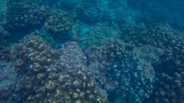 Su, mercan ve mavi arkaplan altında panoramik sahne