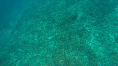 Suyun altında panoramik sahne ve mavi arkaplan