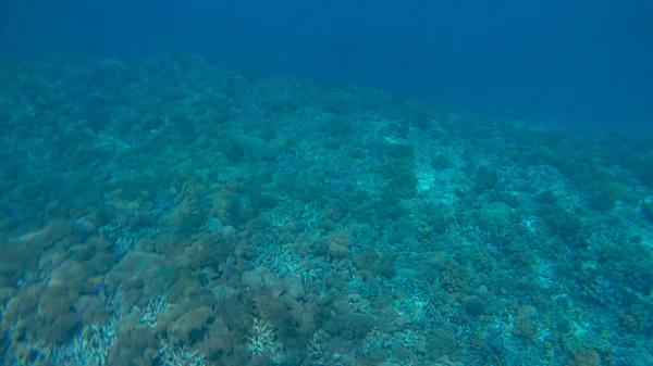 Suyun altında panoramik sahne ve mavi arkaplan