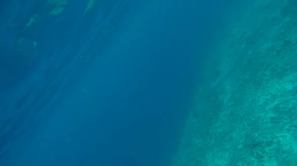 Suyun altında panoramik sahne ve mavi arkaplan