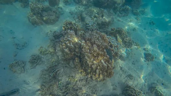Scena panoramiczna pod wodą oraz koralowe i niebieskie tło — Zdjęcie stockowe