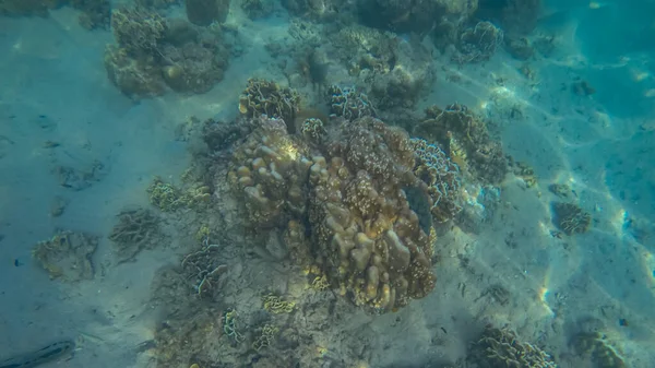 Panoramische scène onder water en koraal en blauwe achtergrond — Stockfoto