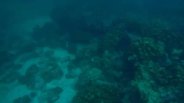 Panoráma jelenet víz alatt és kék háttér — Stock Fotó