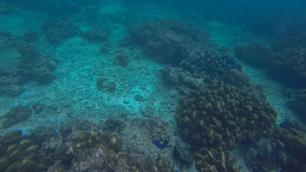 Panoramische scène onder water en blauwe achtergrond — Stockfoto