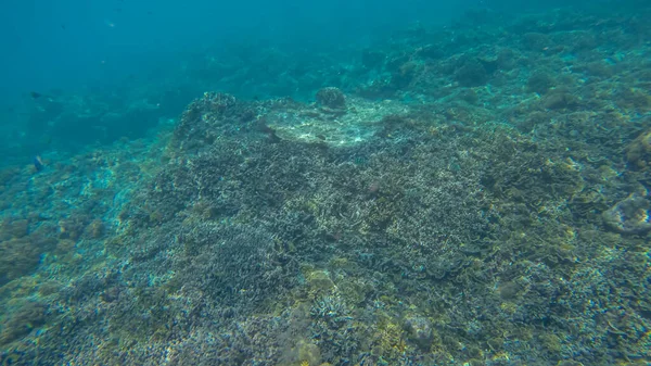 Escena panorámica bajo el agua y fondo azul — Foto de Stock
