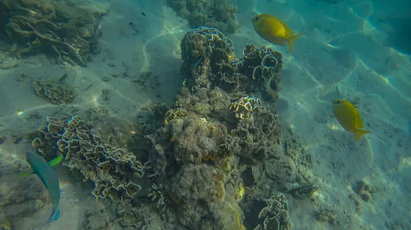 Escena panorámica bajo el agua y fondo azul —  Fotos de Stock