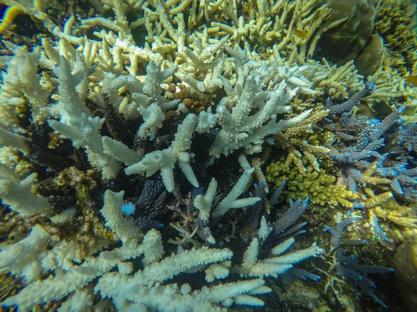 Scène panoramique sous l'eau, corail et fond bleu — Photo