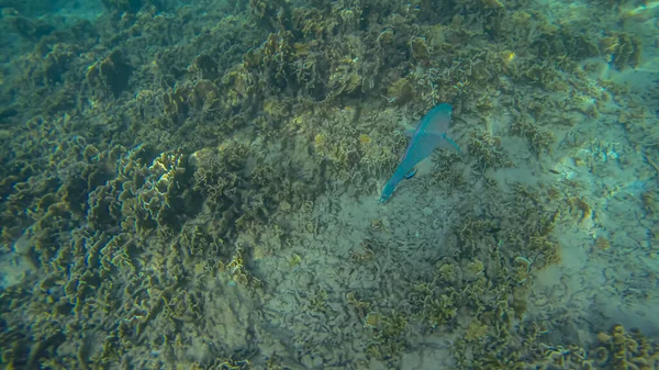 Cena panorâmica sob a água e fundo azul — Fotografia de Stock