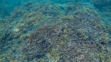 Suyun altında panoramik sahne ve mavi arkaplan