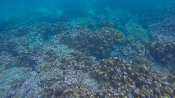 Scena panoramica sotto l'acqua e sfondo blu — Foto Stock