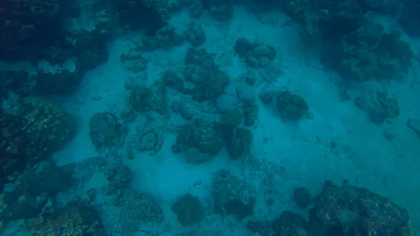 Panoramic scene under water and blue background — Stock Photo, Image