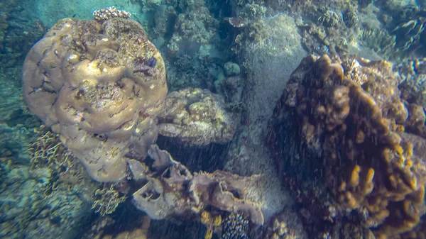Scena panoramiczna pod wodą oraz koralowe i niebieskie tło — Zdjęcie stockowe