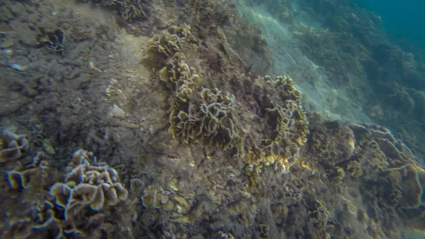 Escena panorámica bajo el agua y el coral y fondo azul — Foto de Stock