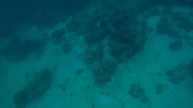 Suyun altında panoramik sahne ve mavi arkaplan