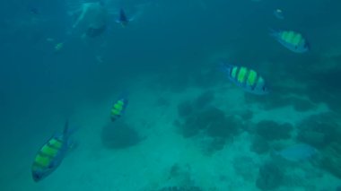 Suyun altında panoramik sahne ve mavi arkaplan