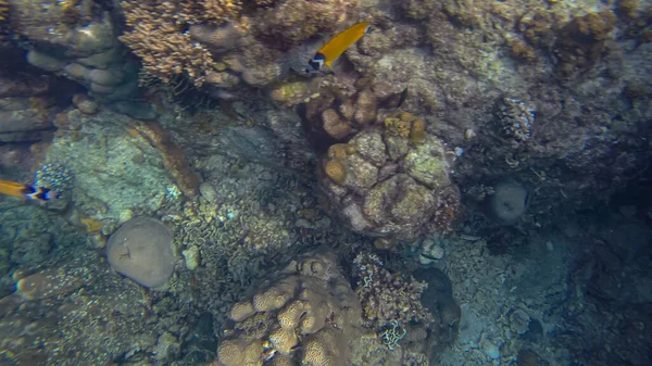 Cena panorâmica sob a água e coral e fundo azul — Fotografia de Stock