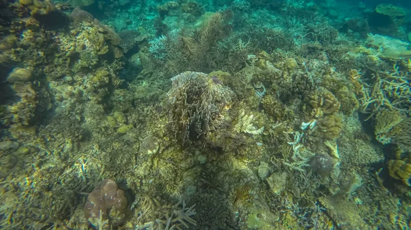 水面下のパノラマ、サンゴと青の背景 — ストック写真