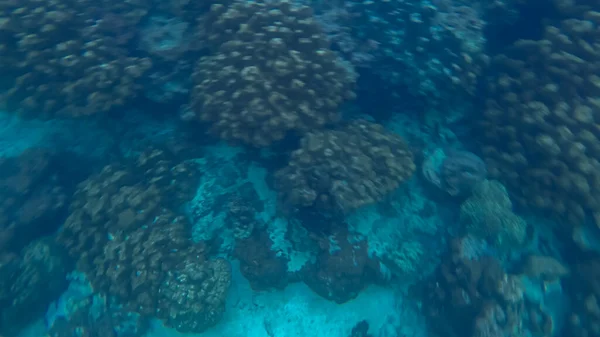 水底、珊瑚及蓝色背景下的全景 — 图库照片
