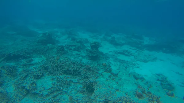 Escena panorámica bajo el agua y fondo azul — Foto de Stock