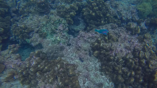 Scène panoramique sous fond de mer, corail et bleu — Photo