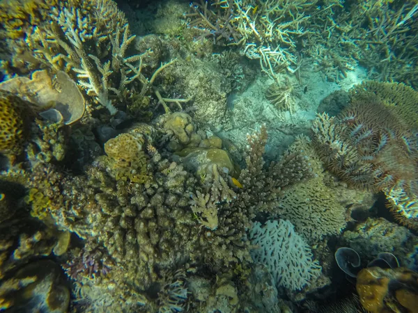 Scène panoramique sous l'eau, corail et fond bleu — Photo