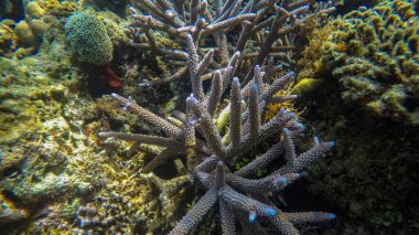 Suyun altında panoramik sahne, mercan ve mavi arkaplan