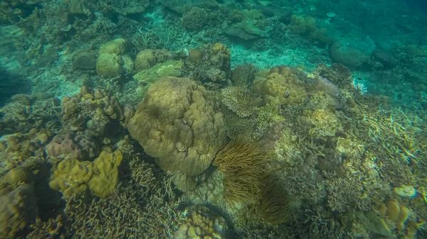 Panoramische scène onder wate, koraal en blauwe achtergrond — Stockfoto