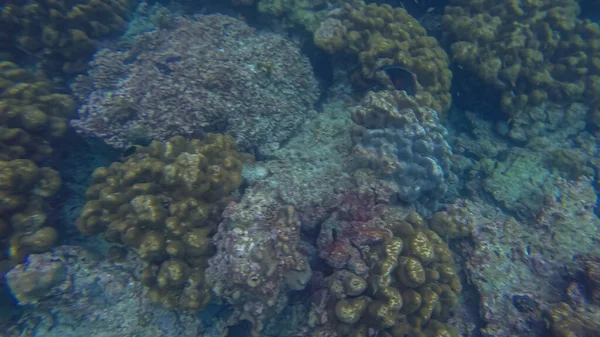 Escena panorámica bajo wate, coral y fondo azul —  Fotos de Stock