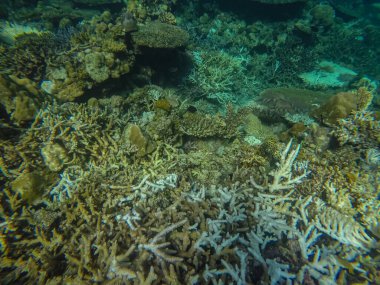 Suyun altında panoramik sahne, mercan ve mavi arkaplan