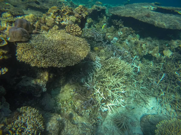 Cena panorâmica sob a água, coral e fundo azul — Fotografia de Stock