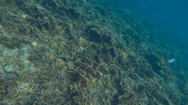 Scena panoramica sotto l'acqua e sfondo blu — Foto Stock