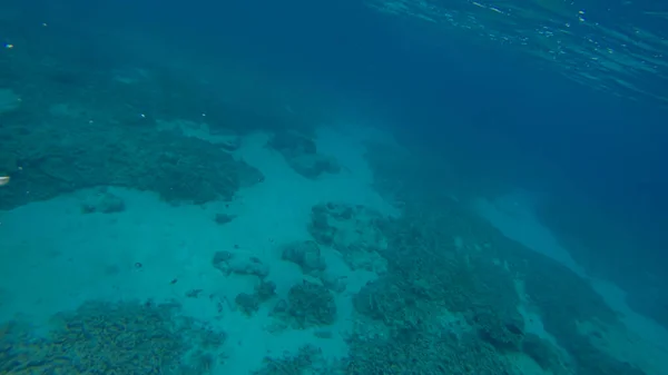 Escena panorámica bajo el agua y fondo azul —  Fotos de Stock