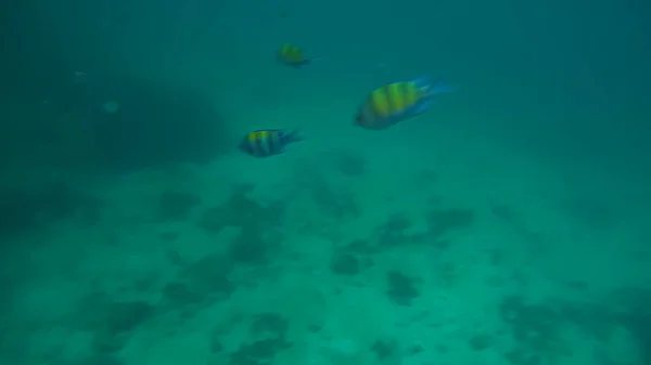 Cena panorâmica sob a água e fundo azul — Fotografia de Stock