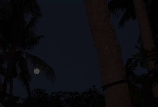 Moon and palm from a beach, Port Barton, Philippines