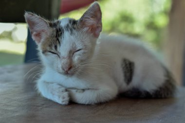 Sevimli kedi masa arkasında kestiriyor. 