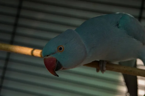 Azul exótico papagaio retrato fundo em sua casa, 2018 — Fotografia de Stock