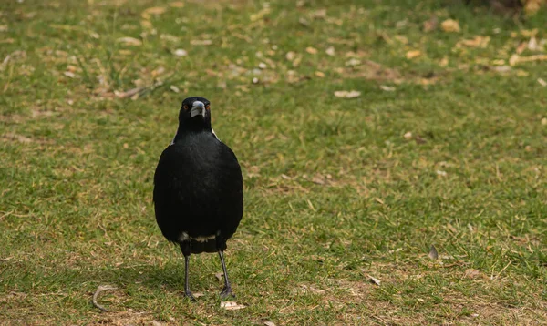 Australian bird wild photography scene and green background — Stock Photo, Image