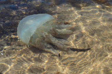 Sahne, büyük denizanası su altında ve kum altında