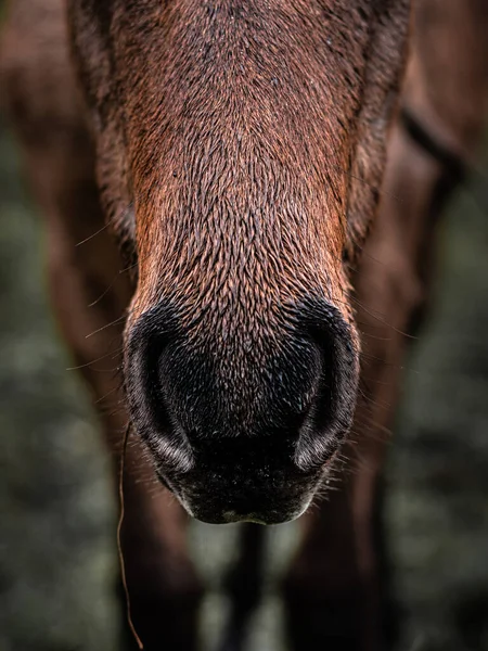 Beautiful detail of horse muzzle in the rain