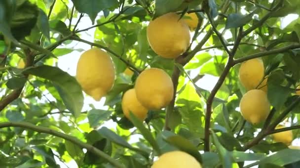Weź Szczegół Drzewa Cytrynowego Dojrzałych Żółtych Cytryn Zachodzie Słońca Odbiciem — Wideo stockowe