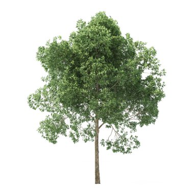 Kızılağaç. Beyaz arka plan üzerinde izole ağaç. 3D render.