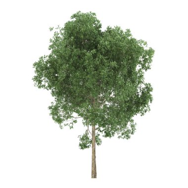 Kızılağaç. Beyaz arka plan üzerinde izole ağaç. 3D render.