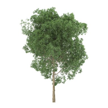 Kızılağaç. Beyaz arka plan üzerinde izole ağaç. 3D render.